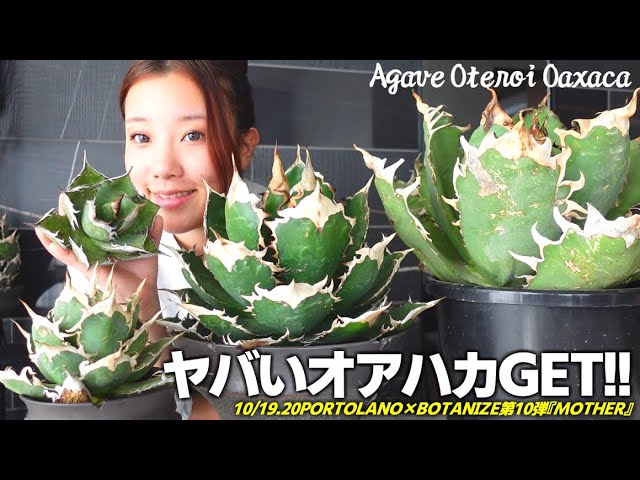 アガベオアハカ】史上大きくてヤバい株をお迎えしましたPORTRANO