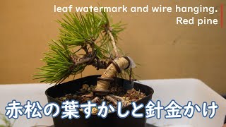 赤松の葉すかしと針金かけ 2024.02.27（Red pine leaf watermark and