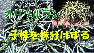 オリヅルランの子株を株分けする - YouTube
