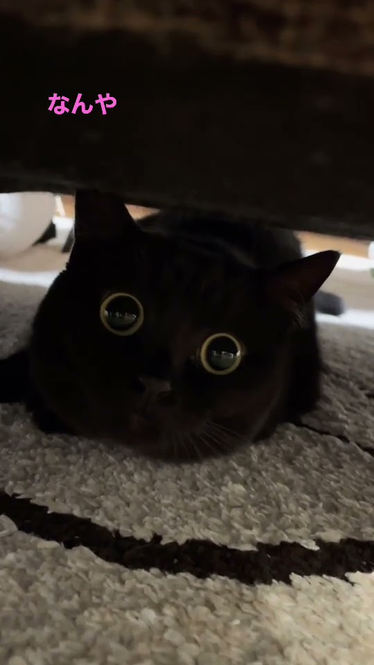 満月みたいにまん丸な目で見つめてくれる黒猫 - YouTube