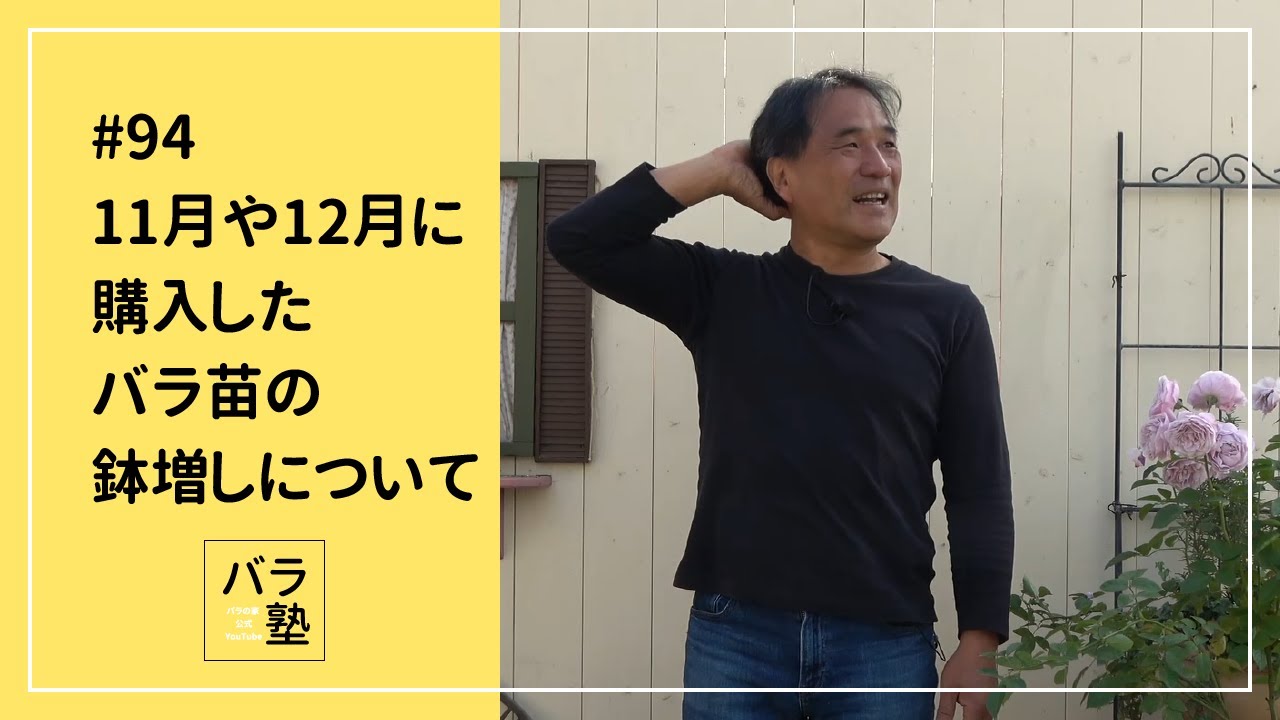 94 Repotting rose seedlings purchased in November or December