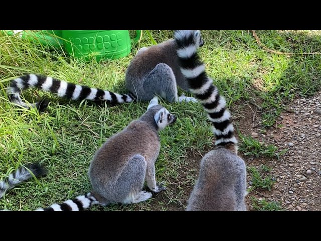 Keeper's guide for ring-tailed lemurs in Wao land - YouTube