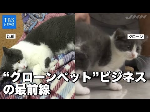 中国、“クローンペット”ビジネスの最前線 - YouTube