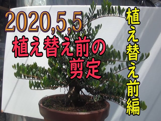 ハマヒサカキ盆栽の枝の作り方13[94] - YouTube