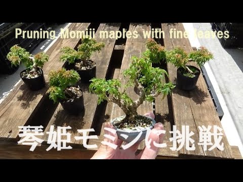 紅葉盆栽 琴姫 極小樹 太幹 樹高葉先まで4.5cm 大きなキズ無し ミニ