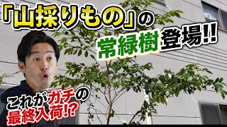 1点モノもあります】これで本当に最後の山採りも入荷ラインナップご
