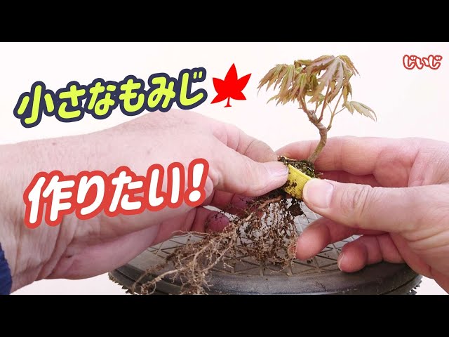 Japanese maple] I want to make a small bonsai / Beginner / Mini