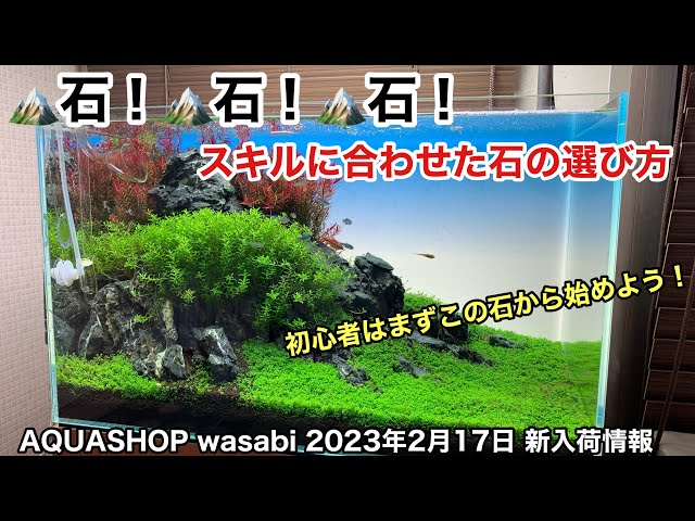 水草水槽初心者にオススメの石素材3選！「AQUASHOPwasabi 2023年2月17