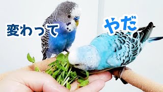 元保護荒鳥】手の上で仲良しインコ 本年もよろしくお願いいたします