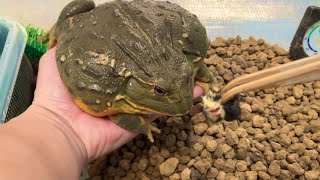 カエルを手のひらに乗せました I held a frog in the palm of my hand