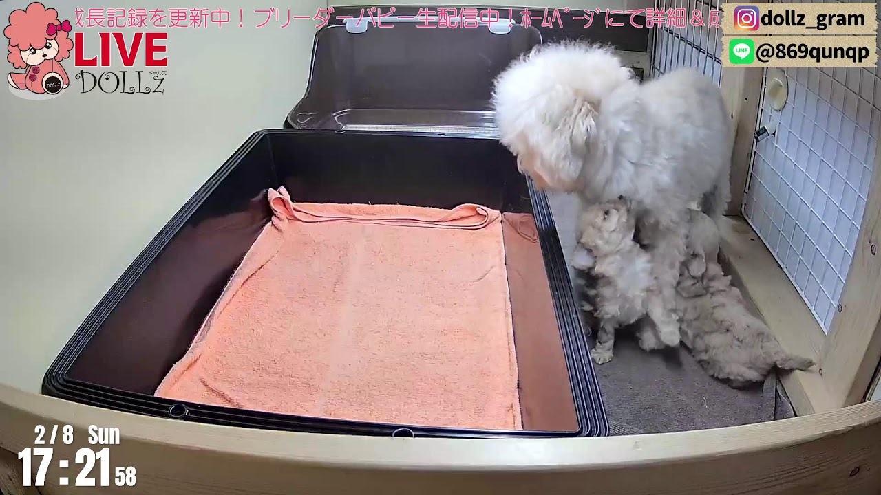 子育て 生配信】トイプードル 子犬 28日齢 【2026/2/8】 - YouTube