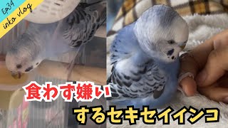 inko vlog】ママの目を盗んでみかんゼリーを食べたインコ【Ep.34