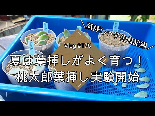 Vlog176】【多肉植物】夏は葉挿しがよく育つ！桃太郎葉挿し実験開始