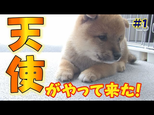 豆柴】生後55日目の豆柴と家族が初対面【子犬】 - YouTube