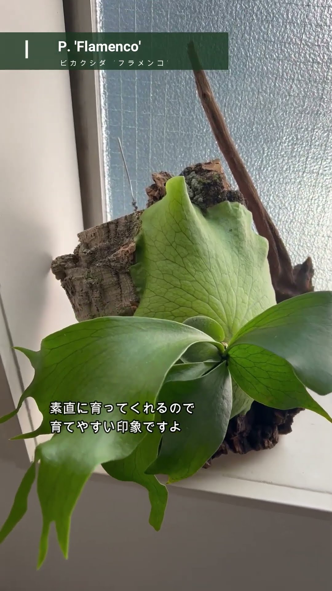 ビカクシダ #フラメンコ #platycerium #flamenco #vandakaplants