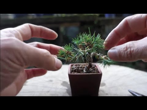 Bonsai diary】 ♯158 YAMADORI‐Naturl Bonsai‐山採りした赤松でミニ