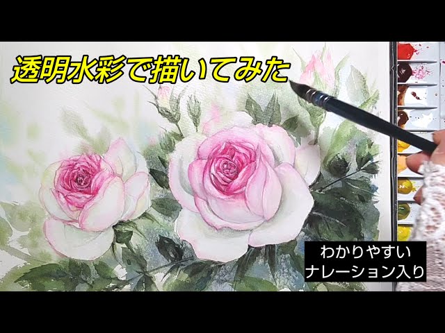Watercolor painting]/How to draw roses /Pink rose/ Watercolor