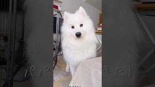 パパの帰宅を知った大型犬の反応が可愛い #サモエド #samoyed #癒し