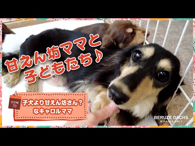 ミニチュアダックス・親子】子犬より甘えん坊さん？なキャロルママ