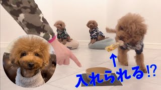 ちょうだい」や「持って来い」すらできないトイプードルが、おもちゃを