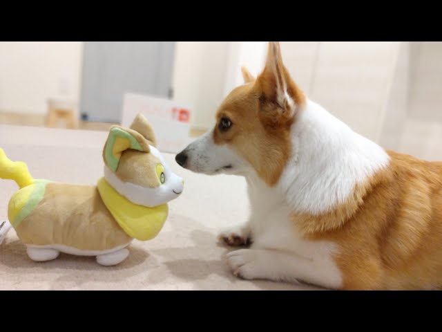 ワンパチとの遭遇、コーギーむぎ - YouTube