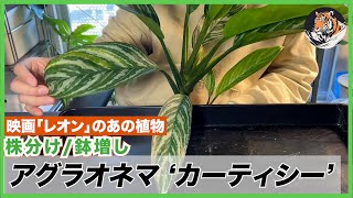 アグラオネマ】映画「レオン」のアノの植物!!ニティドゥム