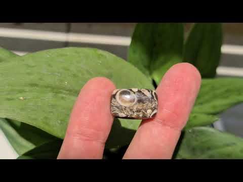 メキシコ産の天然タートルジャスパー18.37カラット-無処理-ビデオ