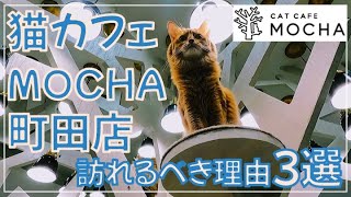 猫カフェMOCHA町田店 訪れるべき理由3選 - YouTube