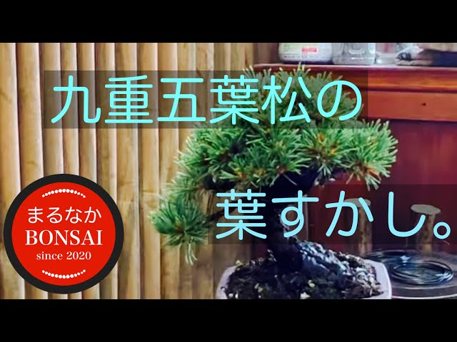 238 九重五葉松の、葉すかし。 ​⁠‪@bonsai1007‬ 【ミニ盆栽】 - YouTube