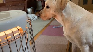 寒さに立ち向かうつもりはないラブラドールレトリーバー - YouTube