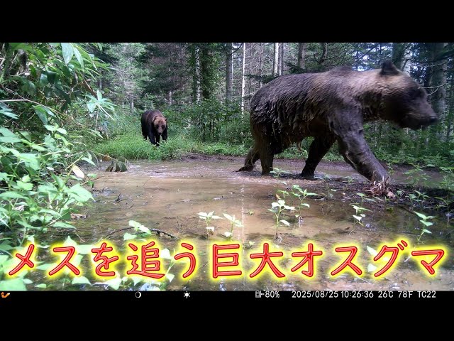 2020年第一弾 林道でヒグマにバッタリ 木登り子熊 ヒグマ親子 - YouTube