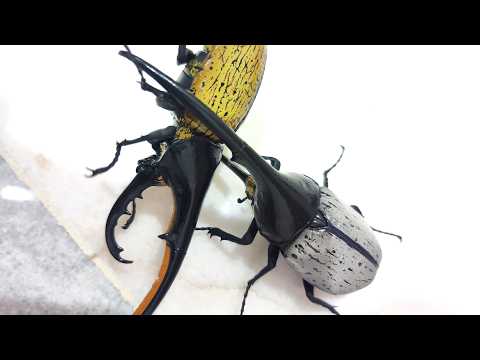 甲虫王者ムシキング X BANDAI いきもの大図鑑 - ヘルクレスオオカブト