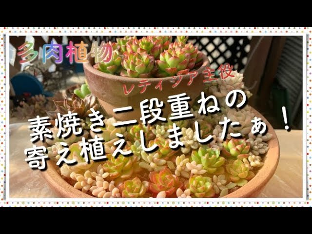 Succulents] #09 Letizia succulents ☆ Two-tiered terracotta pot