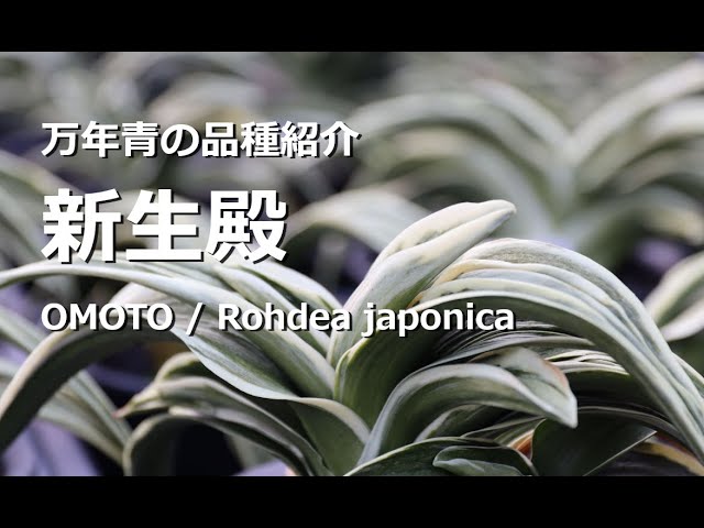 万年青の品種紹介】【新生殿 しんせいでん】初心者からベテランまで