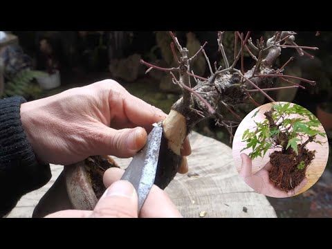 2021年に山採りしたイロハモミジ（ ♯291）取り木で再スタート ♯670