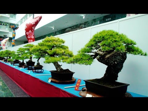 總冠軍-五葉松樹齡達500年-2018.10臺中市樹台灣五葉松展-樹齡達500年