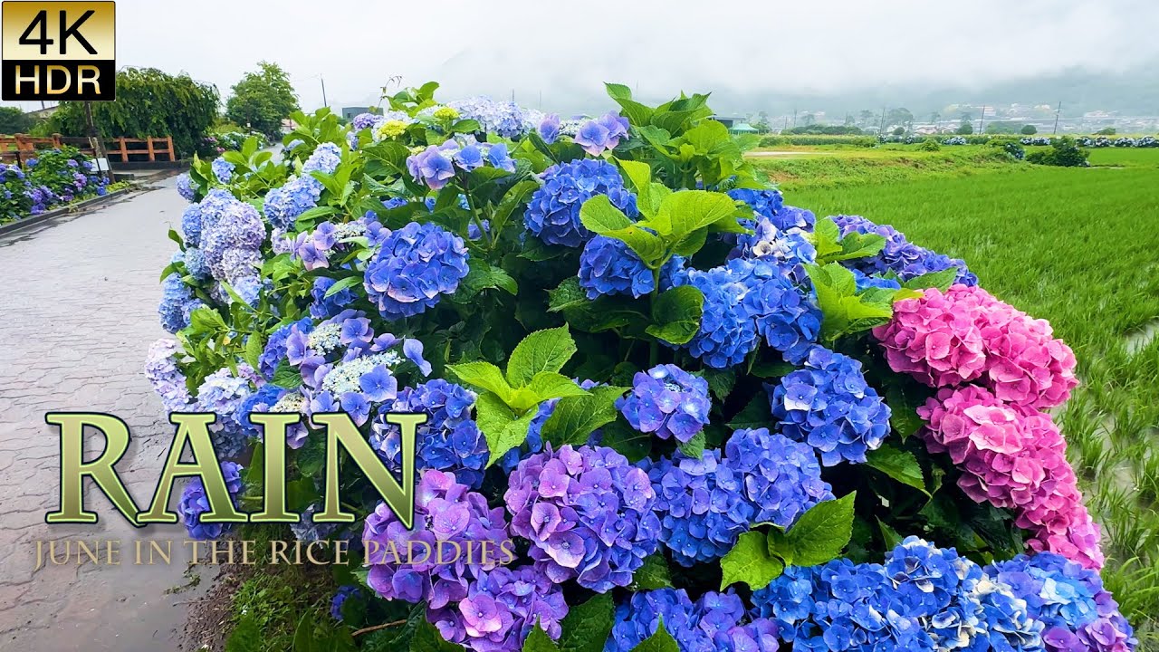 4K Hydrangeas 】June in the rice paddies. They will fledge in the