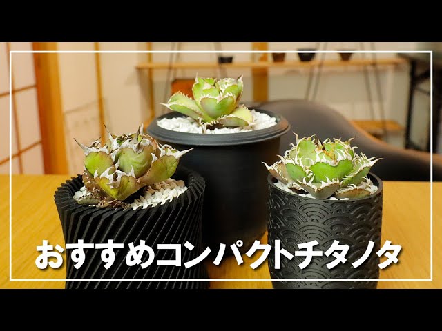 3選 】小さく育てられるおすすめ アガベ チタノタ オテロイ - YouTube