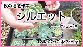 多肉植物]秋の増殖作業〜シルエット〜一気に時短^_^1人になった私の