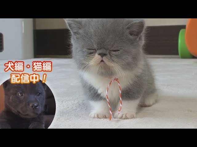 Animal Peace!! Cute Encyclopedia