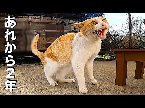 The Stray Cat Who Changed Our Life: 2-Year Story - YouTube