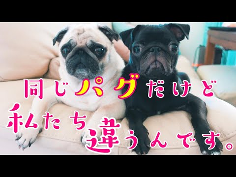 パグ、pug】一緒に暮らして感じたフォーンパグと黒パグの違い