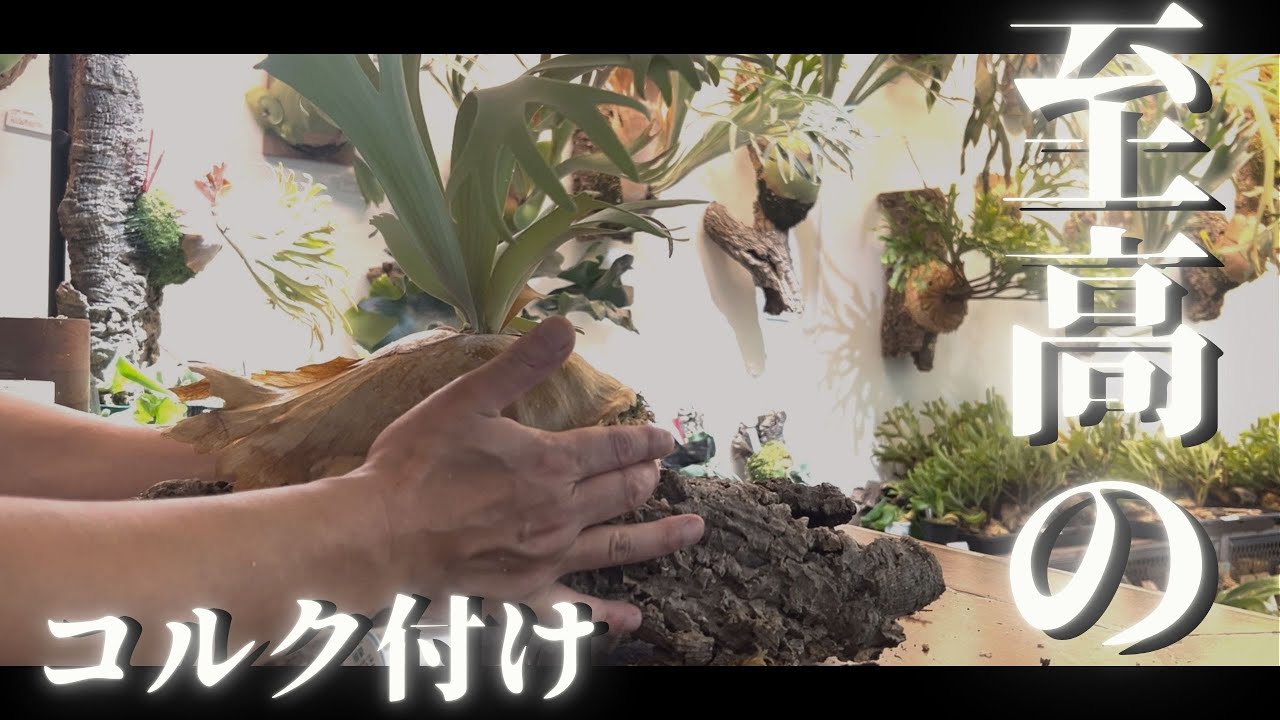 ビカクシダ】ビカクをインテリアに！板付からコルク付けへの板替えを