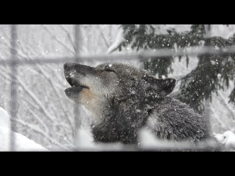 Eastern wolf (Asahiyama Zoo, Hokkaido, Japan) February 11, 2018