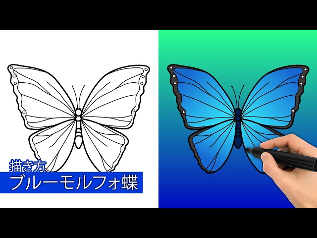 青いモルフォ蝶の描き方|簡単なステップバイステップの描画