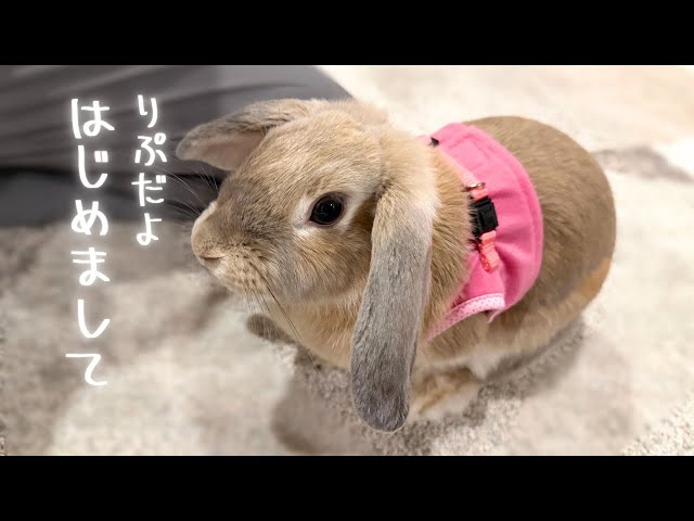 はじめまして】りぷちゃんです🐰くっつきうさぎのチャンネル紹介