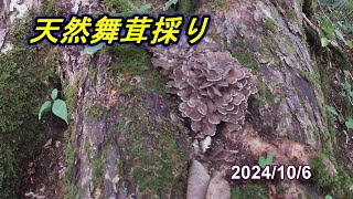 天然舞茸採り】2024/10/6日 見置回収 - YouTube