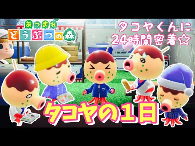 あつ森】タコヤの1日！24時間密着してみたらかわいすぎた【あつまれ