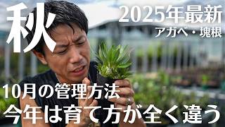 見ないとヤバイ。【アガベ・塊根植物 10月の管理方法】 - YouTube