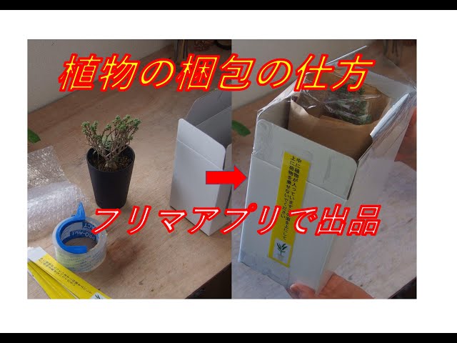 鉢物の 植物の梱包の仕方 メルカリ ラクマの 植物梱包方法 - YouTube
